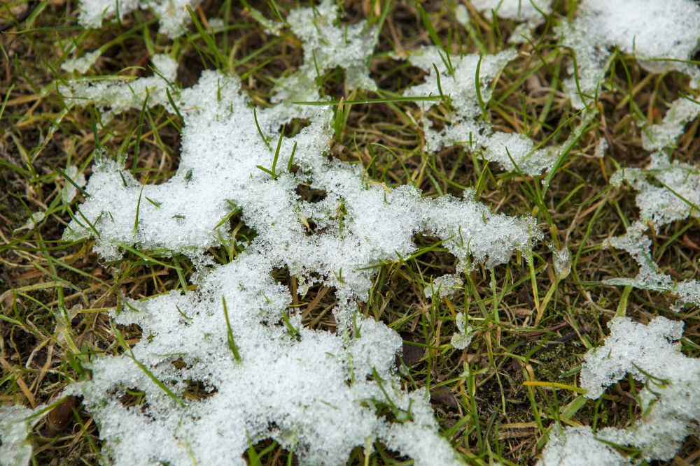 Snow covers a patch of green grass, creating a contrast between the white snow and the vibrant green blades beneath.