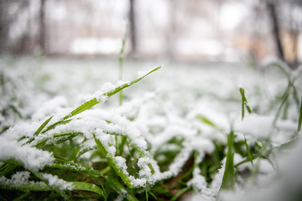snow covering lush green grass