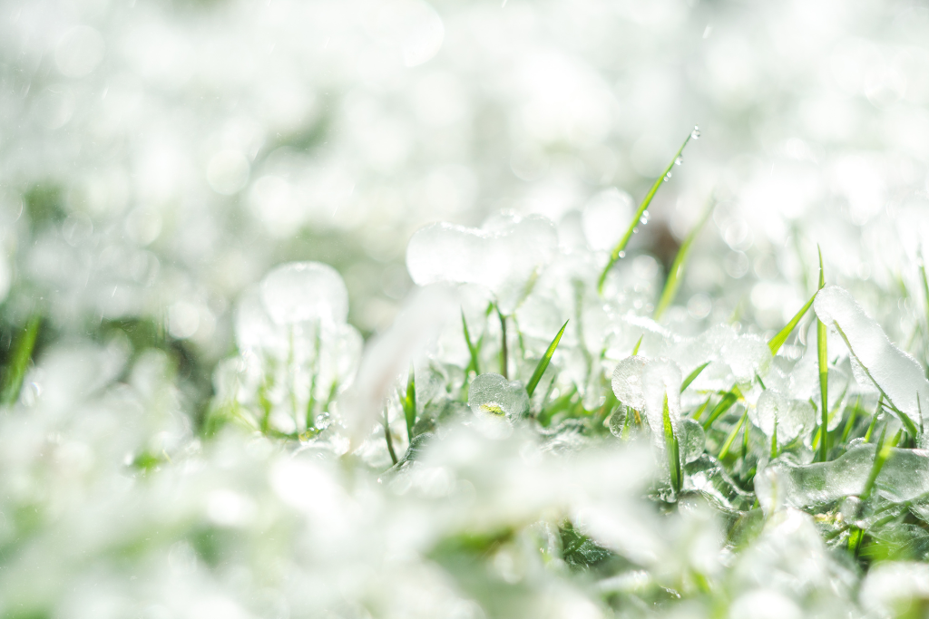 Grass frozen in ice