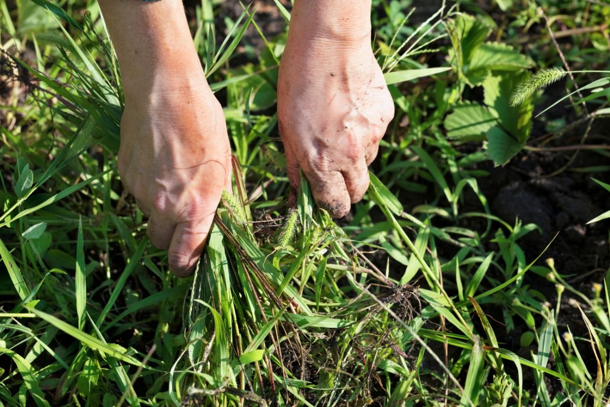 A person bends down to pick up grass from the ground in a natural outdoor setting.