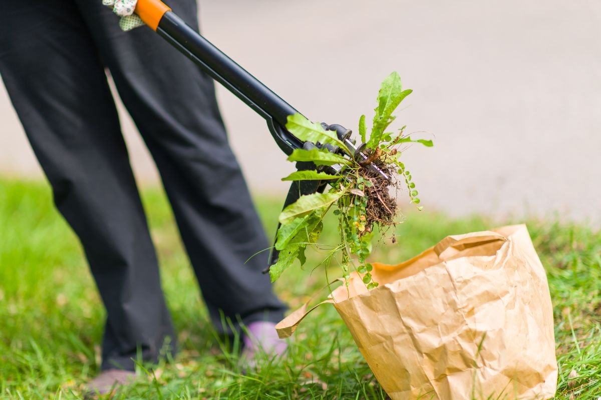 A person using a shovel to dig up a plant from the ground, demonstrating gardening or landscaping activity. 
