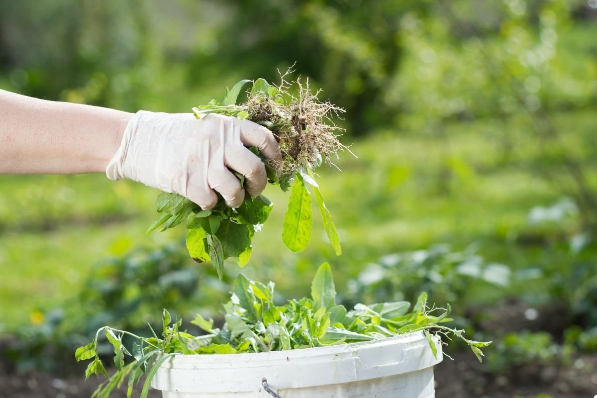 A person wearing gloves is removing weeds from a bucket, demonstrating gardening skills and environmental care.